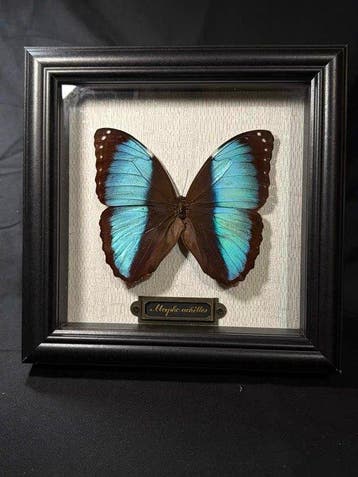 Morpho achilles Taxidermie wandmontage - Morpho achilles - 0, Nieuw