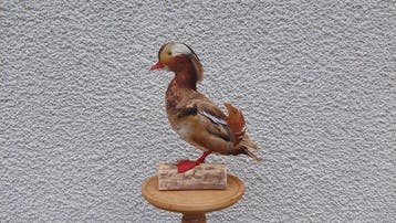 Eend Taxidermie volledige montage - Mandarin duck - 30 cm -, Nieuw