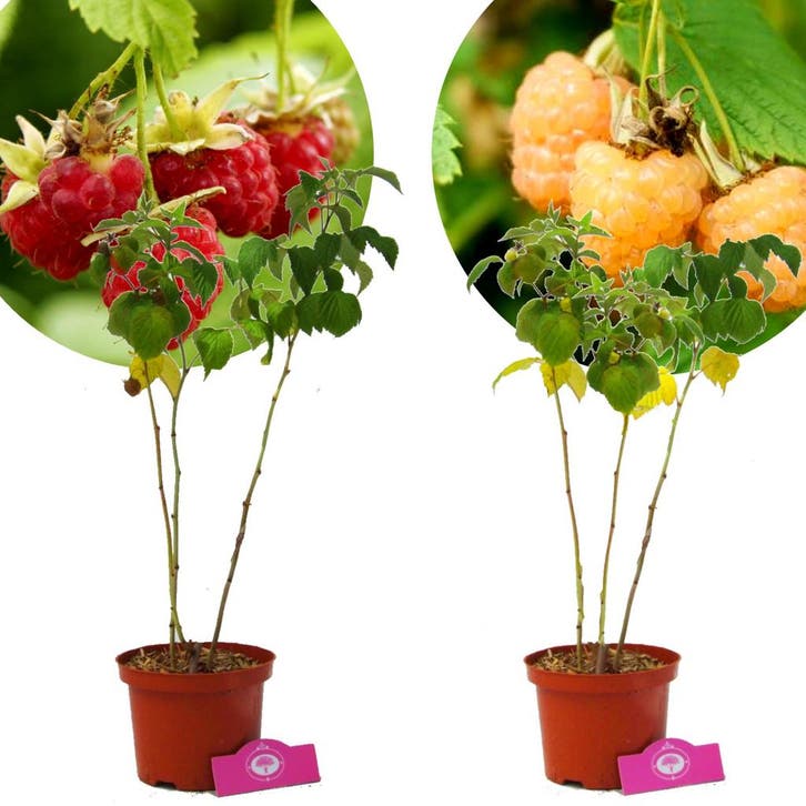 Frambozen Rode framboos Gele framboos + Pot 17, Tuin en Terras, Planten | Fruitbomen, Volle zon, Verzenden