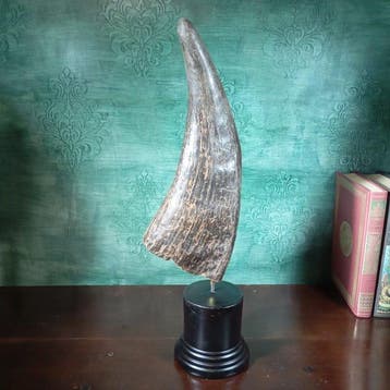 Buffel Taxidermie volledige montage - Unknown - 360 mm - 150, Nieuw