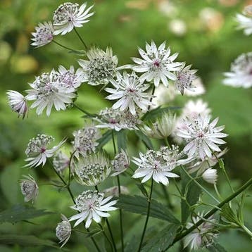 Astrantia major Alba - Wortelgoed - 5 stuks, Tuin en Terras, Verzenden