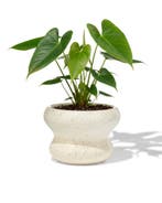 HEMA Bloempot 13x9cm keramiek blob spikkel wit, Verzenden