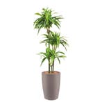 Dracaena Lemon Lime kunstplant, H150cm, Ophalen of Verzenden, Overige soorten, 150 tot 200 cm