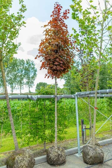 Acer platanoides Crimson Sentry hoogstam 10/12 180cm stam