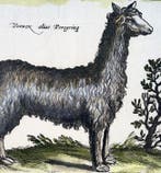 Matthäus Merian (b1593) - hand col. folio: Sheep-like