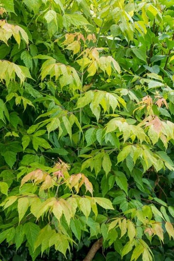 Acer negundo hoogstam 12/14