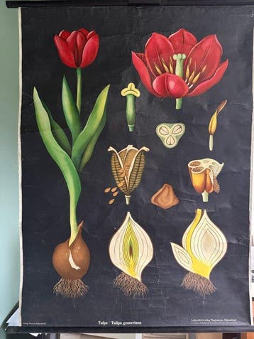 Tülpe - Jung Koch Quentell, tulp 1952 - Schoolkaart - Linnen
