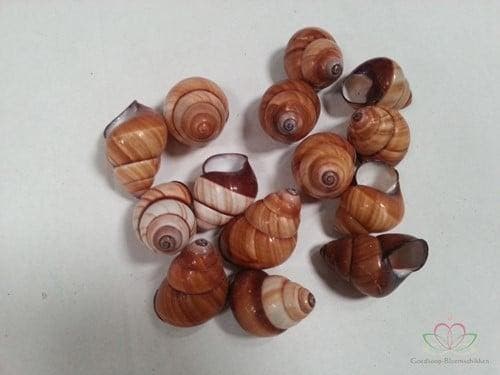 Rufogaster Landsnail Schelpen 15 stuks, Hobby en Vrije tijd, Knutselen, Nieuw, Ophalen of Verzenden