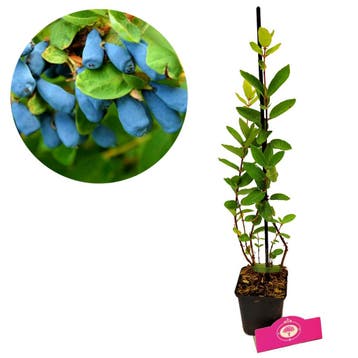 honingbes Lonicera caerulea Larisa + pot 9cm, Verzenden, Volle zon