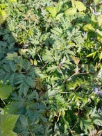 Braam doornloos Rubus Thornless Evergreen / Thornfree, Volle zon, Vaste plant, Ophalen of Verzenden, Zomer