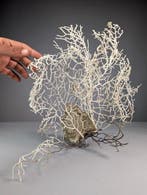 Decoratieve gorgonie op rots Taxidermie volledige montage -, Nieuw