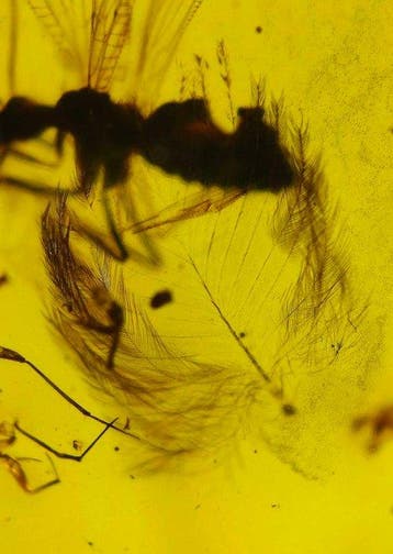 Amber - Barnsteen - Ultra-Rare Cretaceous Amber Featuring