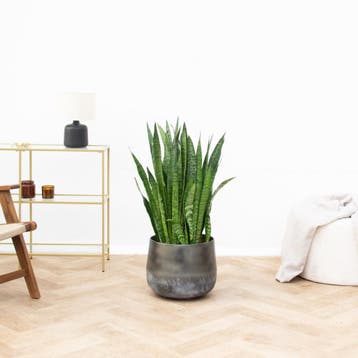 Green Bubble - Sansevieria Silverflame - 100cm - Ø30 cm, Ophalen of Verzenden