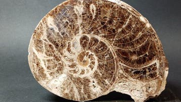 Ammoniet - Gefossiliseerde schelp - Mammites Nodosoides -, Verzamelen