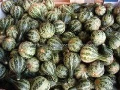 Dancing gourd kalebas basiseenheid, Hobby en Vrije tijd, Knutselen, Ophalen of Verzenden, Nieuw