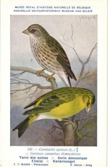 Vogels - genummerd tussen de 2 en 347 - Ansichtkaart (119) -, Gelopen