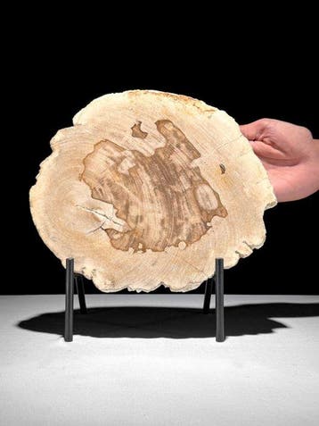Prachtige plak versteend hout op een op maat gemaakte
