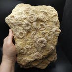 Zeldzame zee-egels - Fossiele plaatmatrix - Phymosoma, Verzamelen