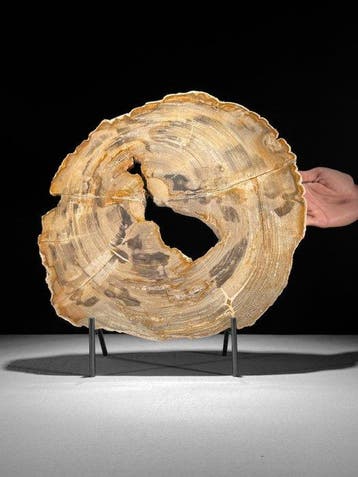 C- Prachtige extra grote schijf van versteend hout op een op