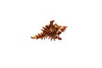 Spiny murex m.P. $$$ TOPTOESTAND ??? Skelet - Chicoreus, Verzamelen, Nieuw