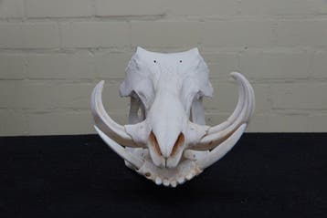 African Warthog Schedel - Phacochoerus africanus - 0 cm - 18