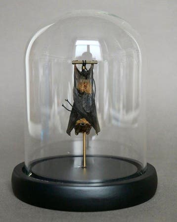 Vleermuis Taxidermie volledige montage - Pipistrelus sp. -, Nieuw