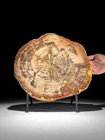 C- Prachtige grote plak rood versteend hout op een op maat