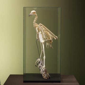 Andescondor Skelet Taxidermie Opgezette Dieren By Max, Ophalen of Verzenden, Nieuw, Vogel, Opgezet dier