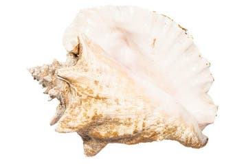 Königskonk Taxidermie wandmontage - Strombus gigas - 29 cm -, Nieuw
