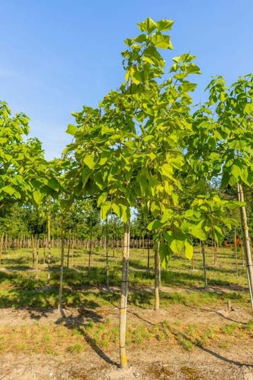 Catalpa bignonioides Aurea hoogstam 12/14 225cm stam
