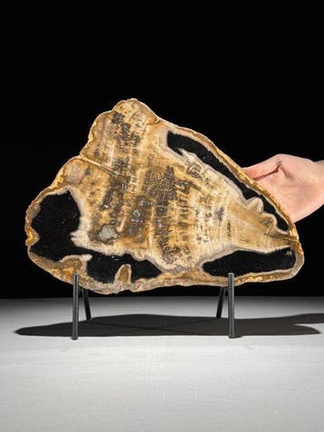 Prachtige snede van versteend hout op een op maat gemaakte