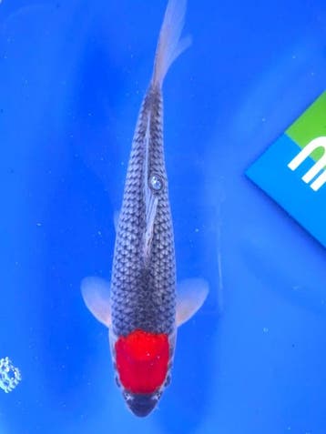 HQ Tancho Goshiki van Yamaju  31cm (Japanse Koi), Karper of Koi