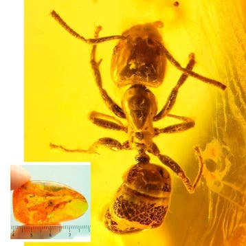 Amber - Barnsteen - Ant + Dance fly - ant is over 3mm - 42