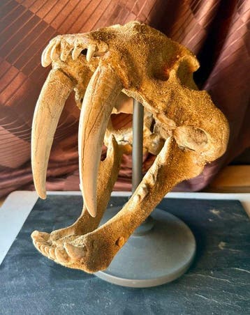 Sabeltandtanden (REPLICA) - Fossiele schedel - Machirodus -