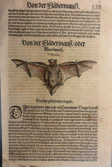 Document - Conrad Gessner (Zurigo, 26 marzo 1516 – Zurigo,