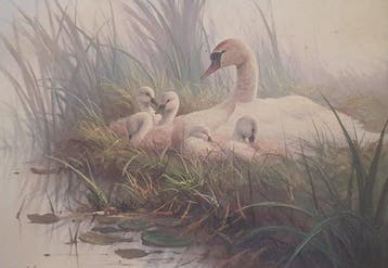 Ron Meilof (1953-2016) - Zwanen in het nest