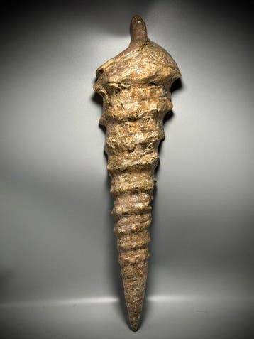 Halve meter Gastropod! 35 miljoen jaar oud - Gefossiliseerde