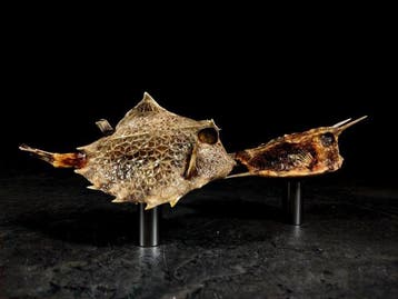 Senza Riserva diepzeevissen Taxidermie volledige montage -, Nieuw