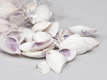 Violet Chippy Schelpen 1 kilo, Ophalen of Verzenden, Nieuw