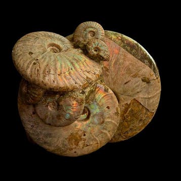 Ammoniet - Gefossiliseerde schelp - 20 cm - 16 cm, Verzamelen, Mineralen en Fossielen