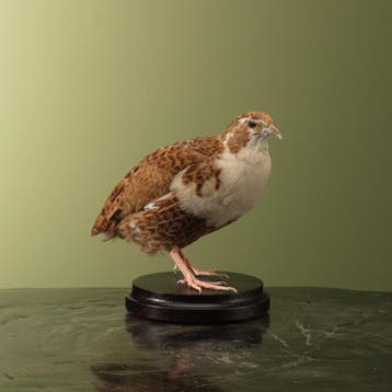 Japanse Kwartel Taxidermie Opgezette Dieren By Max, Ophalen of Verzenden, Nieuw, Vogel, Opgezet dier