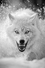 Arnold Mariashin - Animals 795 - XL - No reserve