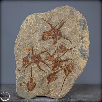 Natuurlijke schijf met fossiele zeesterren (Ophiuroidea)-