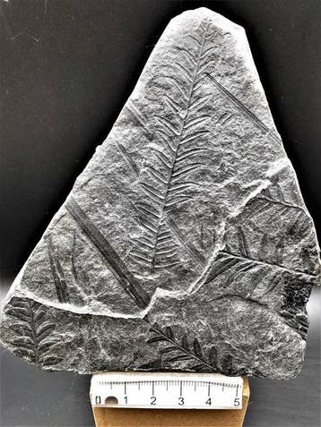 Varen - Gefossiliseerde plant - Alethopteris lonchitica