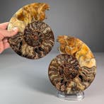 Ammoniet - Topkwaliteit - gesegmenteerd - Gefossiliseerd, Verzamelen, Mineralen en Fossielen