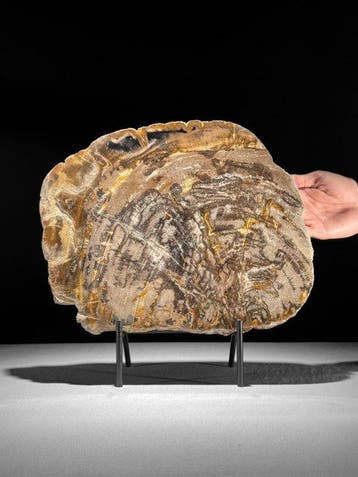 C- Prachtige grote plak versteend hout op een maatwerk