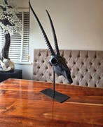 XL Gazelle-schedel met basis Schedel - - - 86 cm - 23.5 cm -, Verzamelen, Nieuw