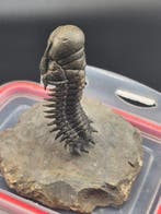 Trilobiet - Gefossiliseerd dier - Crotacephalina Gibbosa - 9