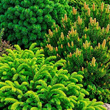 Sparren Tuincollectie – 3 Planten Coniferen, Verzenden, Conifeer, Struik