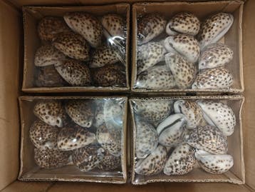 Cypraea Tigris Tijgerschelp Naturel doosje ca. 6 cm 10 stuks, Ophalen of Verzenden, Nieuw